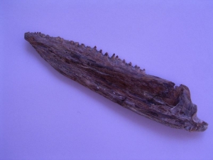 Stratodus jaw with many teeth