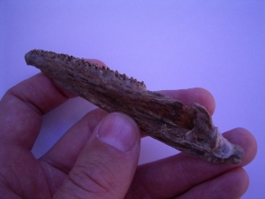 Stratodus Kiefer mit vielen Zähnen