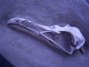 Bird skull