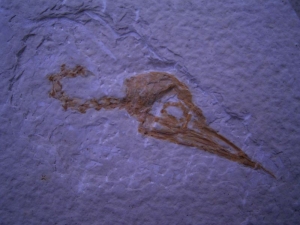 Bird skull Wyoming