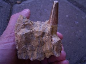 Spinosaur tooth inside stone