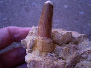 Spinosaur tooth inside stone