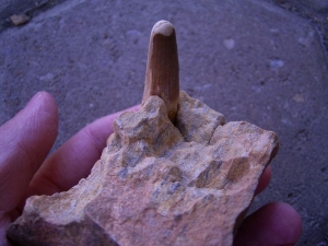Spinosaurus Zahn auf Stein