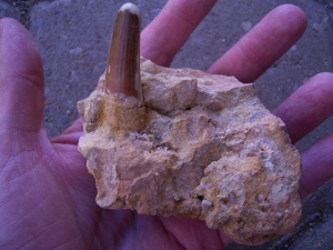 Spinosaur tooth inside stone