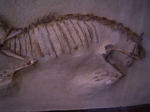 Prolagus skeleton