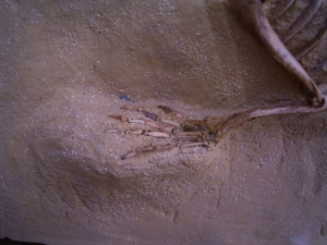Prolagus skeleton