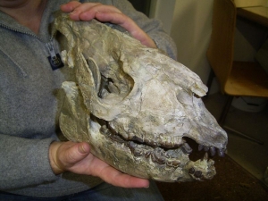 Hyracodon skull