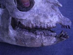 Hyracodon skull