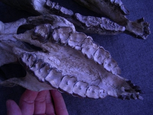 Hyracodon skull