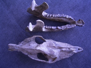 Hyracodon skull