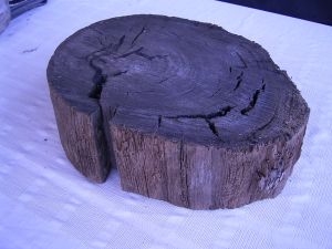 8000 years old pice of oak from the bog