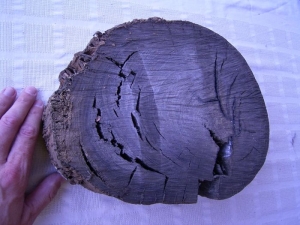 8000 years old pice of oak from the bog