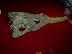 Phytosaur skull upper triassic