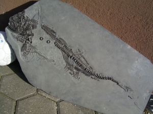 Ichthyosaurus aus Holzmaden