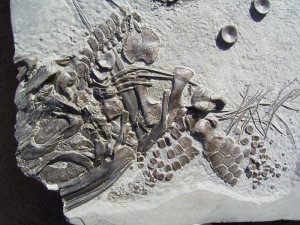 Ichthyosaur from Holzmaden
