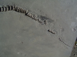 Ichthyosaurus aus Holzmaden