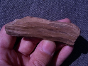 Wood miocene age
