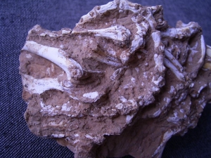 Nager Skelett aus dem Miozän