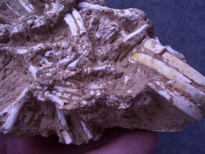 Rodent skeleton miocene age