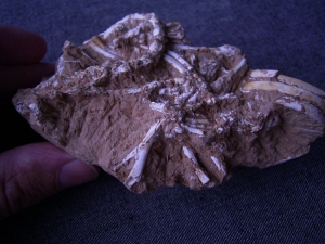 Nager Skelett aus dem Miozän