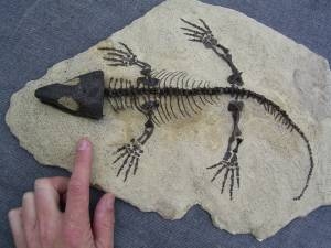 A2 Komplettes Skelett eines Reptils aus dem Perm