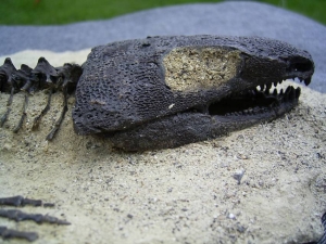 A2 Komplettes Skelett eines Reptils aus dem Perm