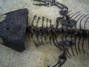 A2 Complete skeleton of a permian reptile