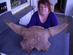 Bison skull