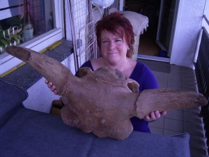 Bison skull