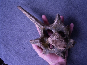 Rhinoceros vertebra