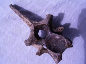 Rhinoceros vertebra