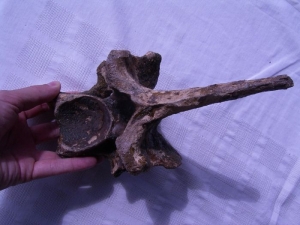 Rhinoceros vertebra