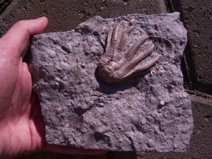 Sea lily slab middle triassic #4