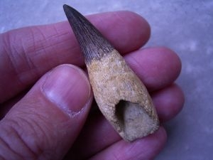 Elasmosaur tooth, Russia #2