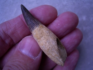 Elasmosaur tooth, Russia #2