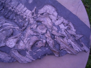 Ichthyosaur partial skeleton from Holzmaden