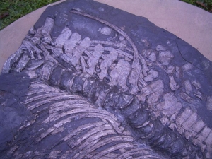 Ichthyosaurus-Teilskelett aus Holzmaden