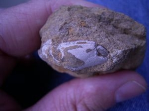 Crab claw cretaceous age