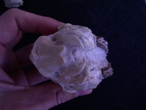 Proebotherium skull