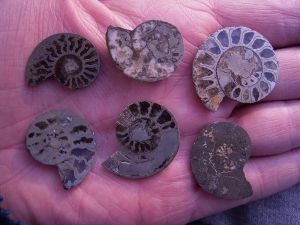 Pyrit-Ammoniten gesägt und poliert