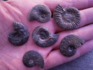 Polished Pyrite Ammonites