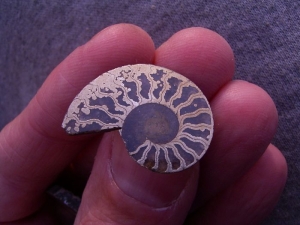 Polished Pyrite Ammonites