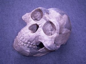 Skull reconstruction of Lucy