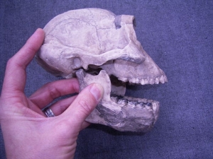 Skull reconstruction of Lucy
