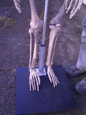 Komplett-Skelett von Lucy