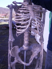 Komplett-Skelett von Lucy