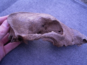 Dog skull #4