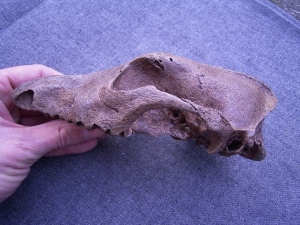 Dog skull #4