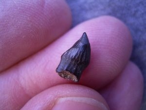 Tescelosaur tooth