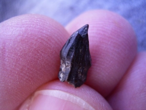 Tescelosaur tooth